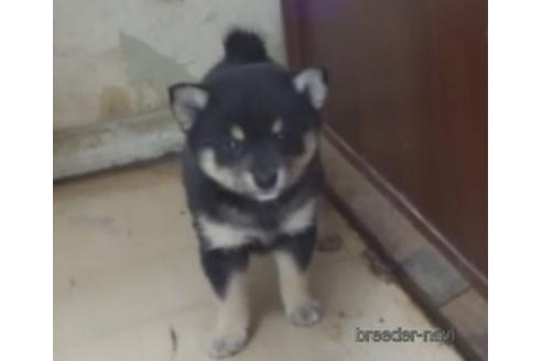 成約済の佐賀県のミックス犬-237778の1枚目